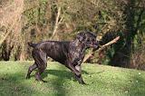 CANE CORSO 1374